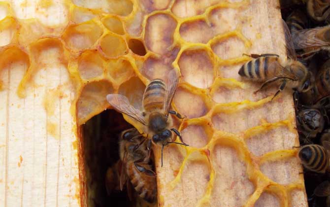 意大利蜜蜂 意大利蜜蜂