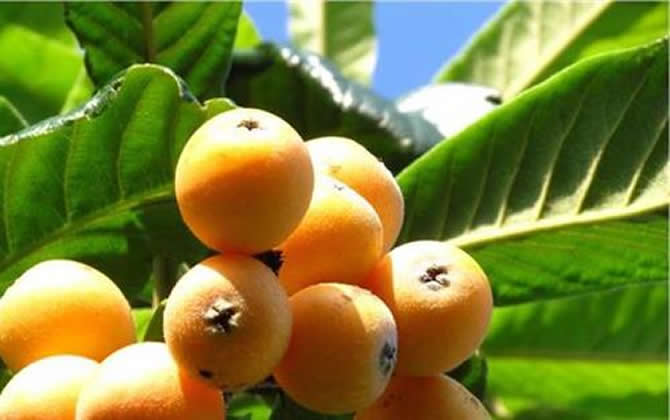 枇杷蜂蜜 枇杷蜂蜜