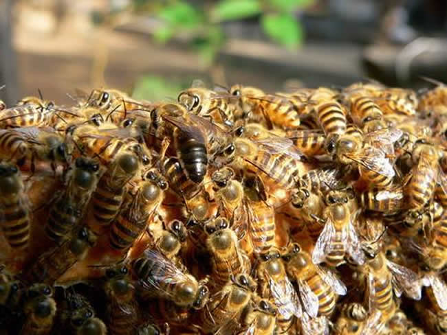 中華蜜蜂常見(jiàn)的疾病是什么，該怎么防治？