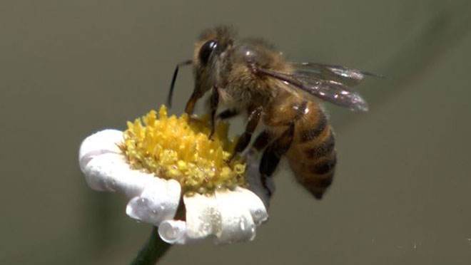 中華蜜蜂常見(jiàn)的疾病是什么，該怎么防治？