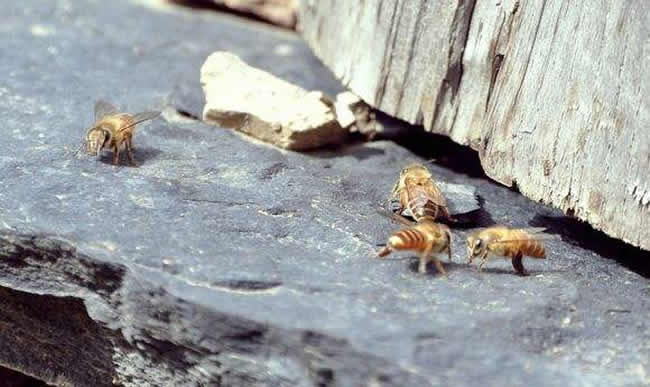 中華蜜蜂常見(jiàn)的疾病是什么，該怎么防治？