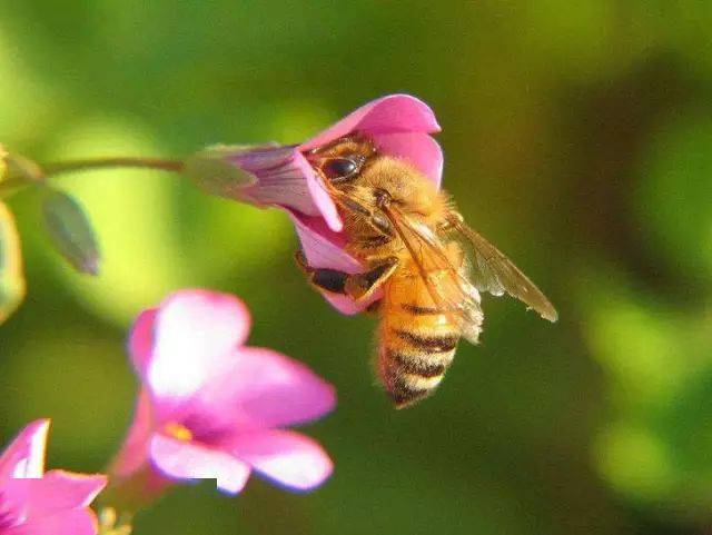 蜂螨藥的種類及用法大全（治療蜜蜂蜂螨蟲(chóng)的藥有哪幾種）