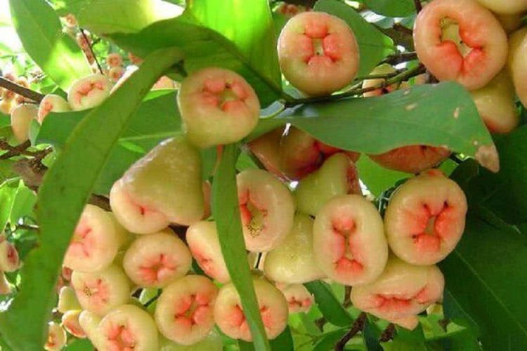 蓮霧多少錢一斤(蓮霧的市場(chǎng)價(jià)格) 蓮霧多少錢一斤(蓮霧的市場(chǎng)價(jià)格)