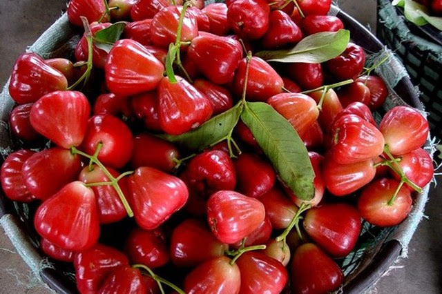 蓮霧多少錢一斤(蓮霧的市場(chǎng)價(jià)格) 蓮霧多少錢一斤(蓮霧的市場(chǎng)價(jià)格)